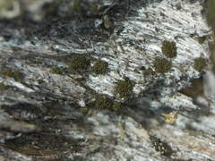 Berkleasmium conglobatum