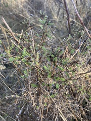 Galium porrigens
