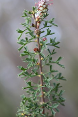 Petrophile diversifolia