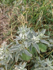 Marrubium peregrinum