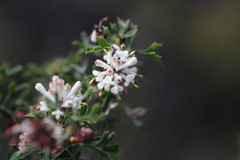 Petrophile diversifolia