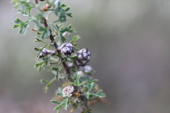 Petrophile diversifolia