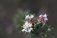 Petrophile diversifolia
