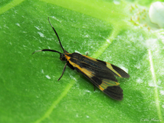 Dycladia