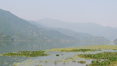 Pontederia crassipes