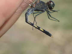 Erythrodiplax nigricans