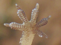 Hemidactylus turcicus