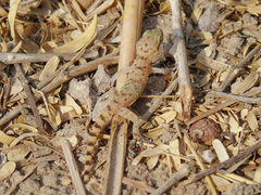 Hemidactylus turcicus