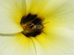 Phthiriinae