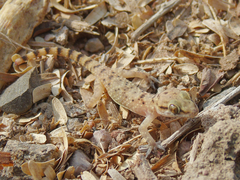 Hemidactylus turcicus