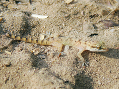 Hemidactylus turcicus