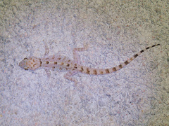 Cyrtopodion scabrum