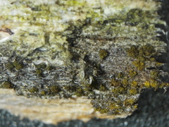Berkleasmium conglobatum