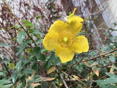 Hypericum calycinum