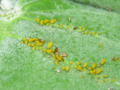 Aphis nerii
