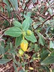 Hypericum calycinum