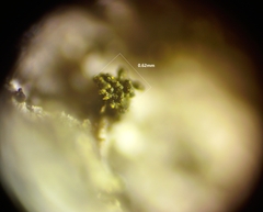 Berkleasmium conglobatum