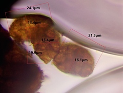 Berkleasmium conglobatum