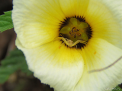 Misumenops maculissparsus