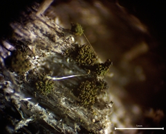Berkleasmium conglobatum