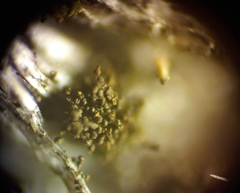 Berkleasmium conglobatum