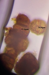 Berkleasmium conglobatum