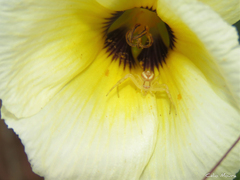 Misumenops maculissparsus