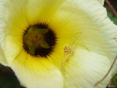 Misumenops maculissparsus