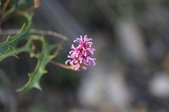 Grevillea quercifolia