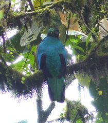 Pharomachrus auriceps