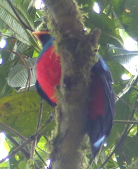 Pharomachrus auriceps