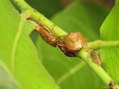 Antiteuchus sepulcralis