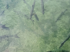 Megalops atlanticus