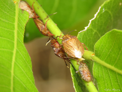 Antiteuchus sepulcralis
