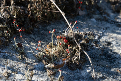 Cladonia floerkeana