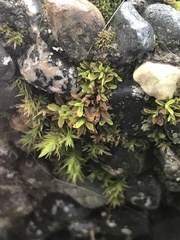 Syntrichia latifolia