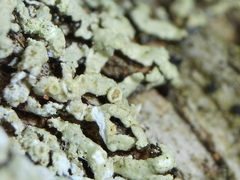 Parmeliopsis ambigua