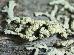 Parmeliopsis ambigua