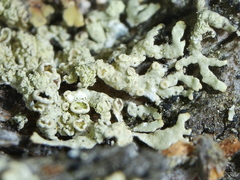 Parmeliopsis ambigua
