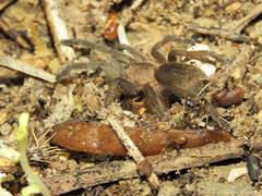 Dolichothele exilis