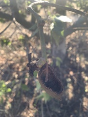 Brachychiton populneus