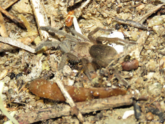 Dolichothele exilis