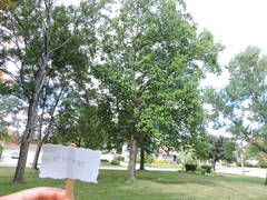 Liriodendron tulipifera