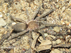 Dolichothele exilis