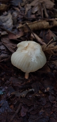 Marasmius