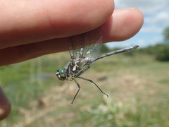 Micrathyria ringueleti