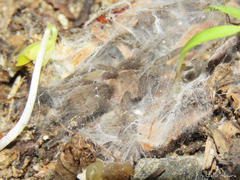 Dolichothele exilis