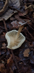 Marasmius