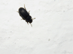 Tenebrioninae