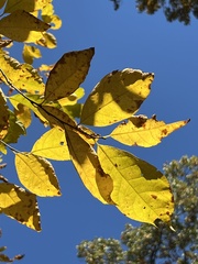 Carya glabra